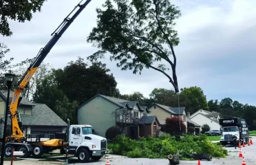 MR Tree Service No.1