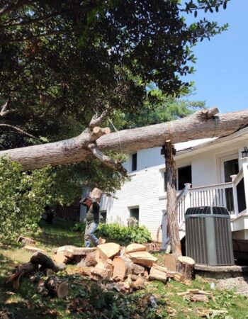 MR Tree Service No.1