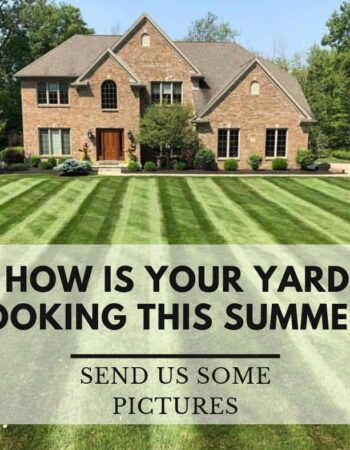 MR Tree Service No.1