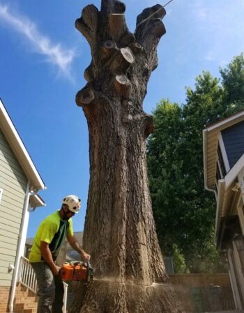 MR Tree Service No.1