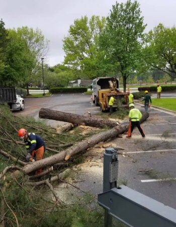 MR Tree Service No.1