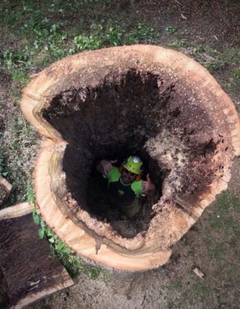 MR Tree Service No.1