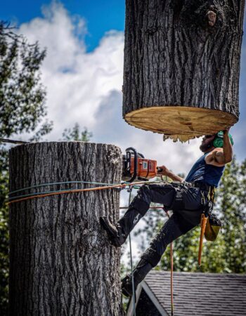 MR Tree Service No.1