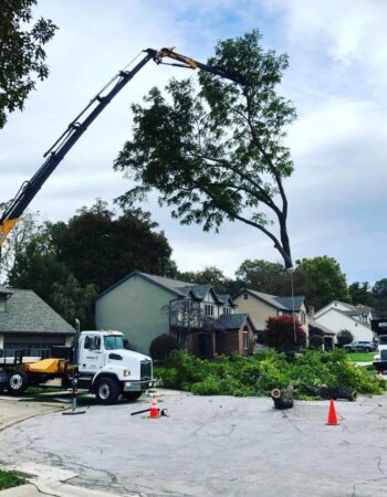 MR Tree Service No.1