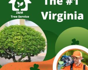Z&M TREE SERVICE