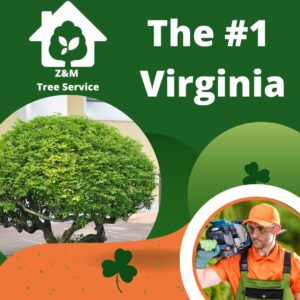 z&m tree service