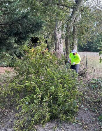 JD Tree Service Tennessee