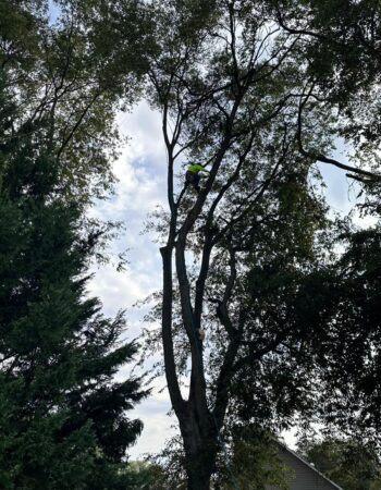 JD Tree Service Tennessee