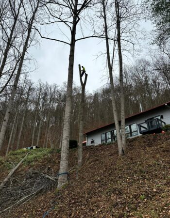 JD Tree Service Tennessee