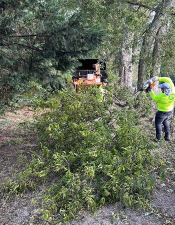 JD Tree Service Tennessee